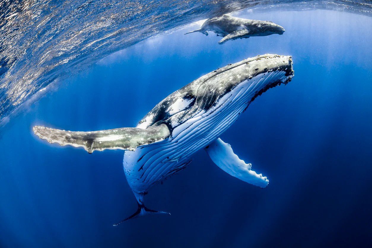 grey whale