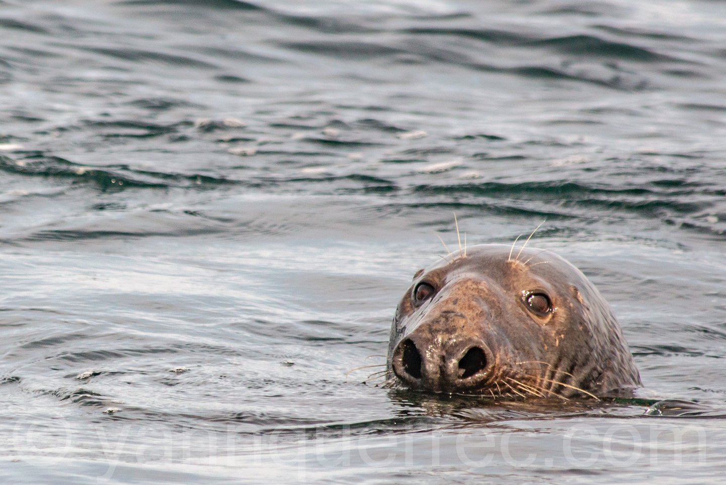 Phoque gris - Perros Guirec - FRANCE