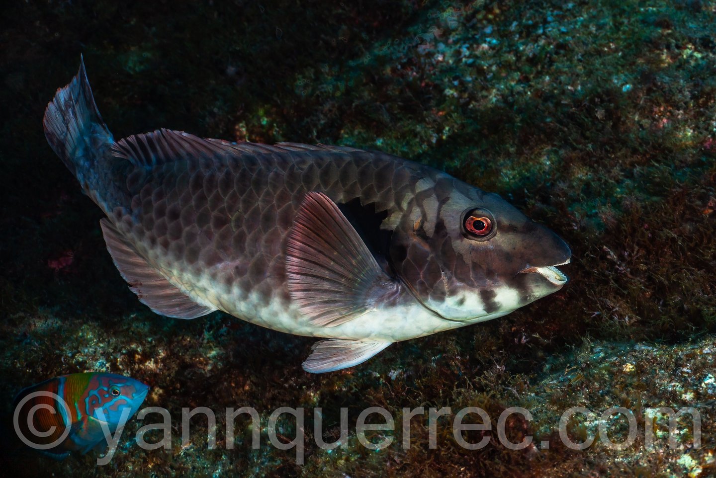 Poisson-perroquet européen mâle