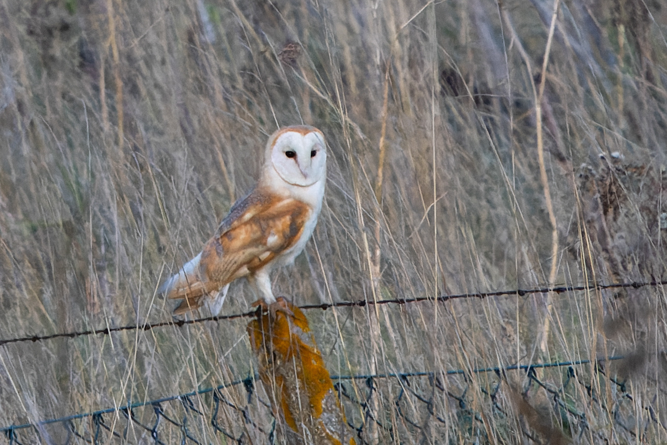 A Barn Owl on a fence at Rainham Marshes RSPB.