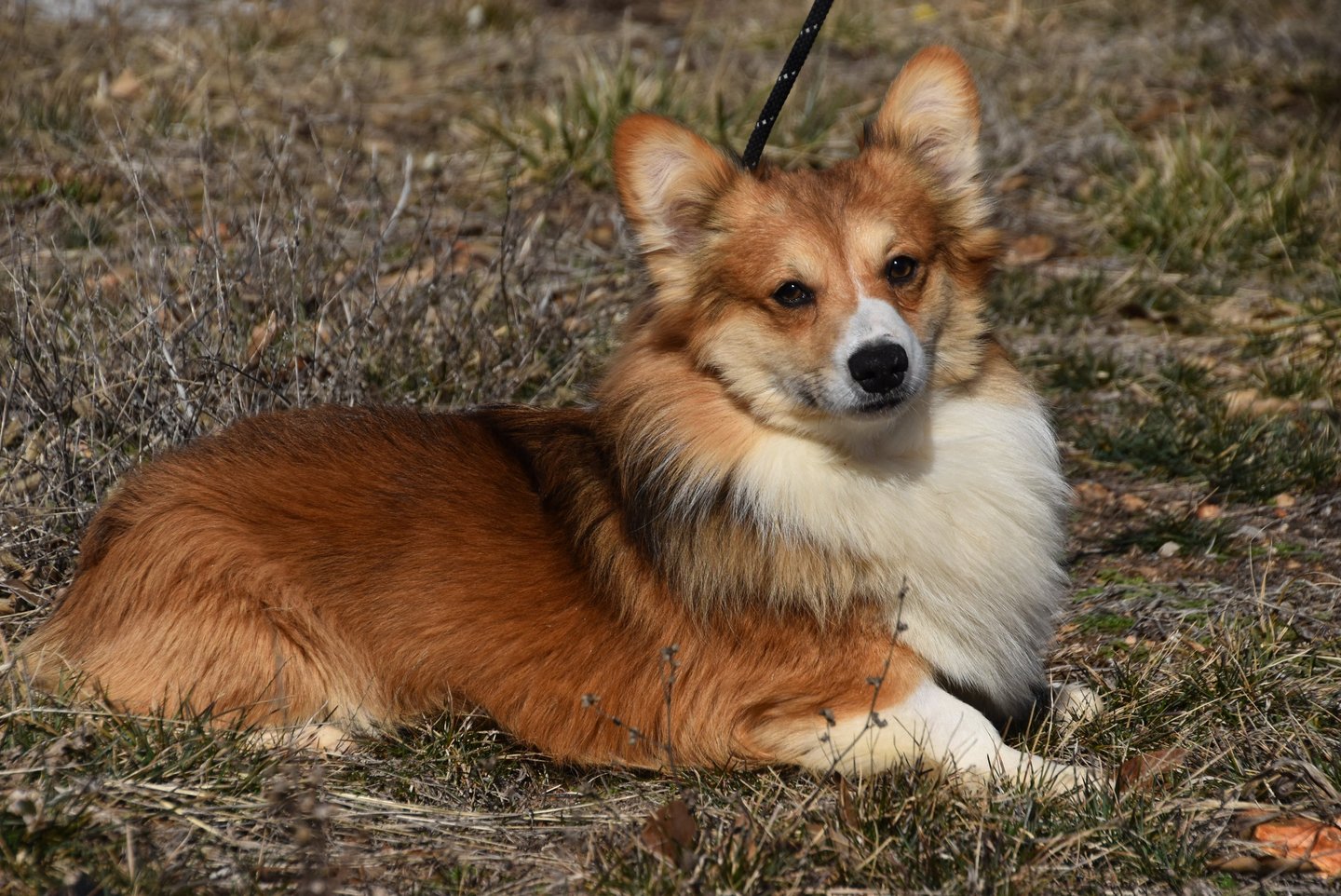 corgi breeder in missouri