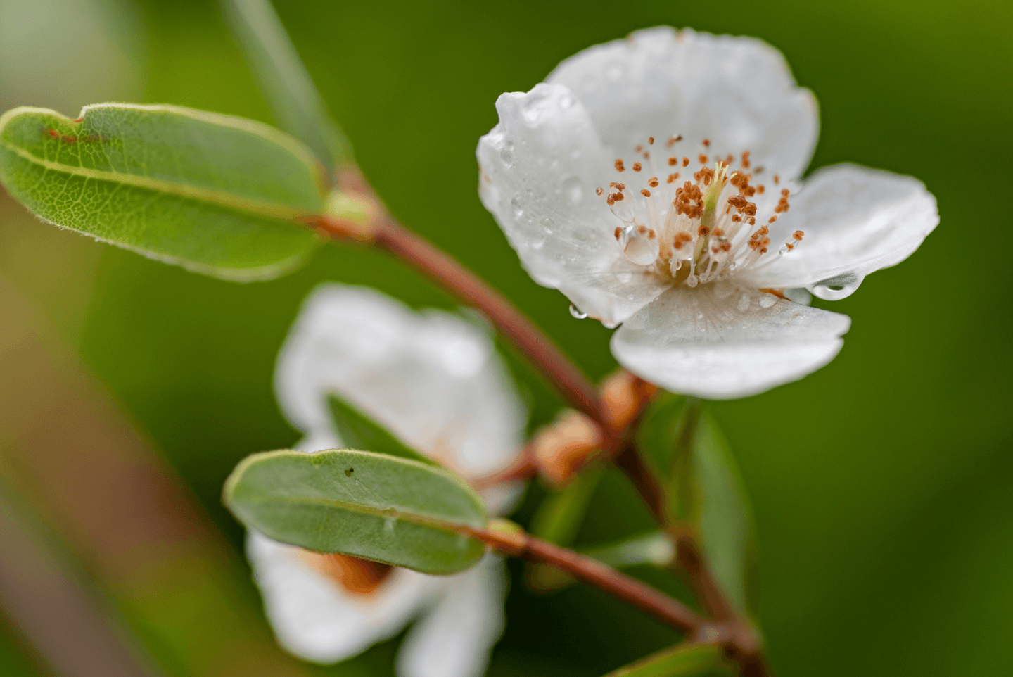Tasmanian leatherwood flower