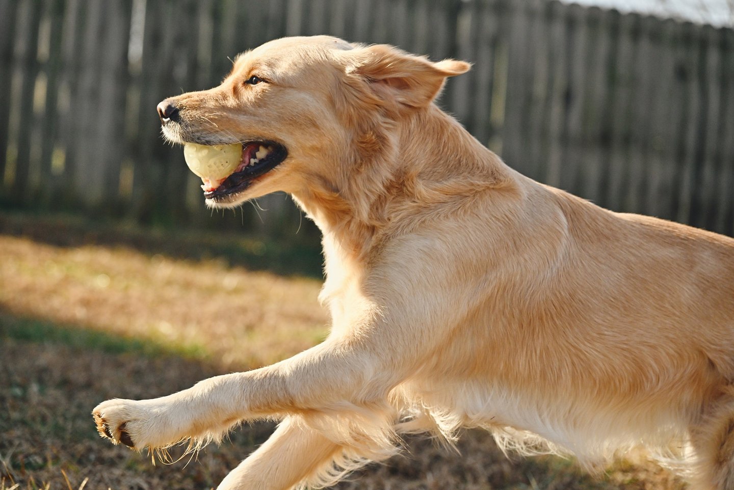 a dog is playing with a tennis ball in a backyard