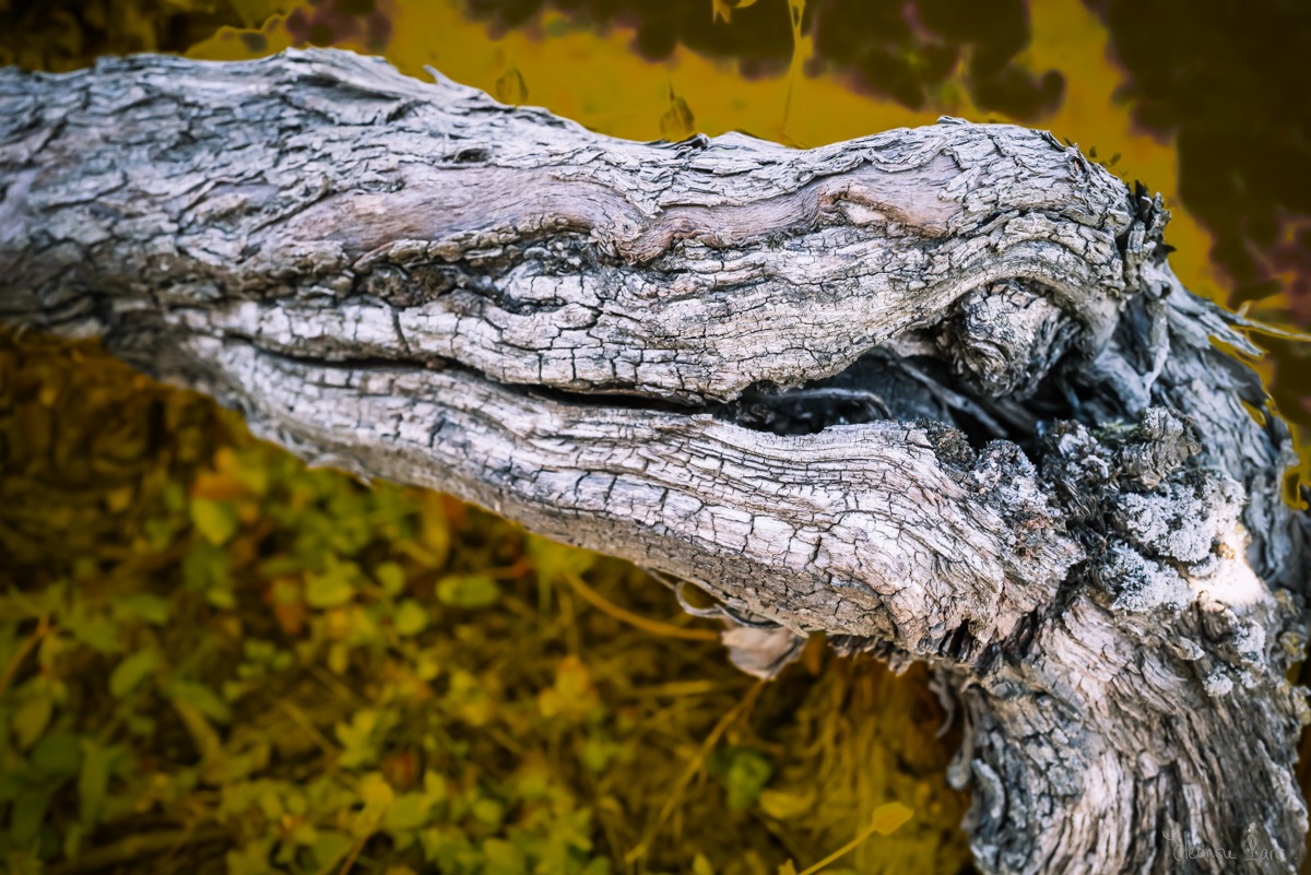 Photographe d’art – vigne couchée en ligne ondulante, photographie de vignes anciennes.