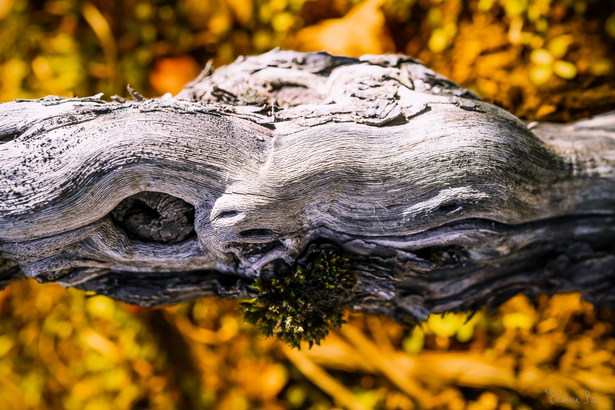 Vieille vigne horizontale aux veines marquées, photographie d’art.