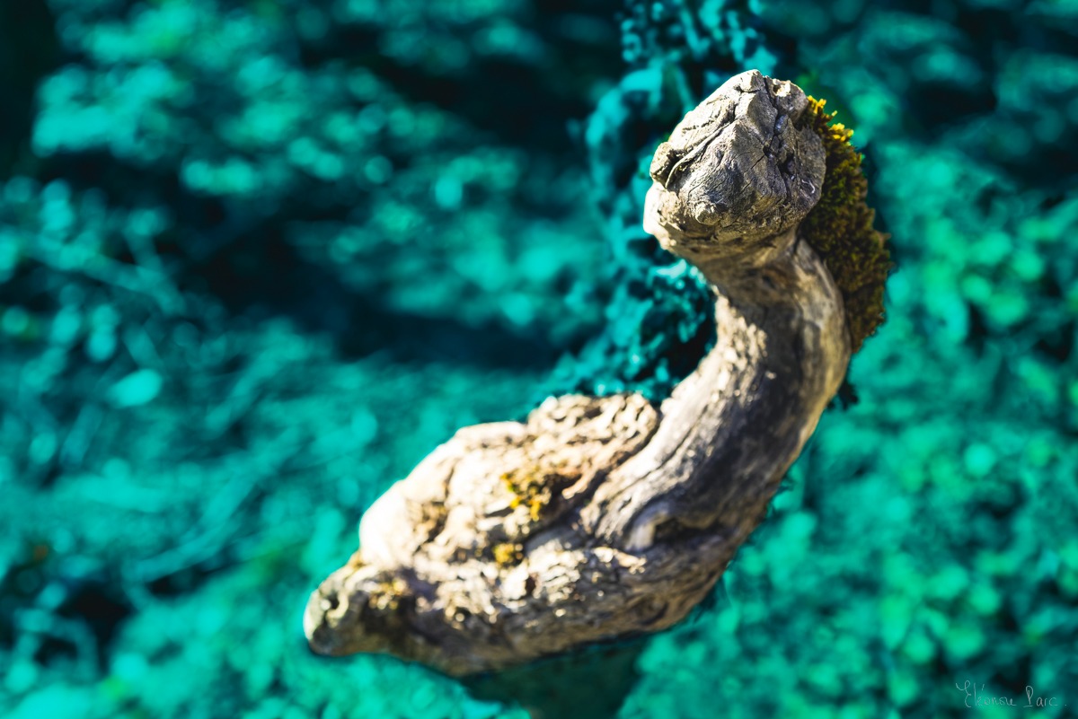 Vieille vigne turquoise, forme animale imaginaire, photographie artistique.