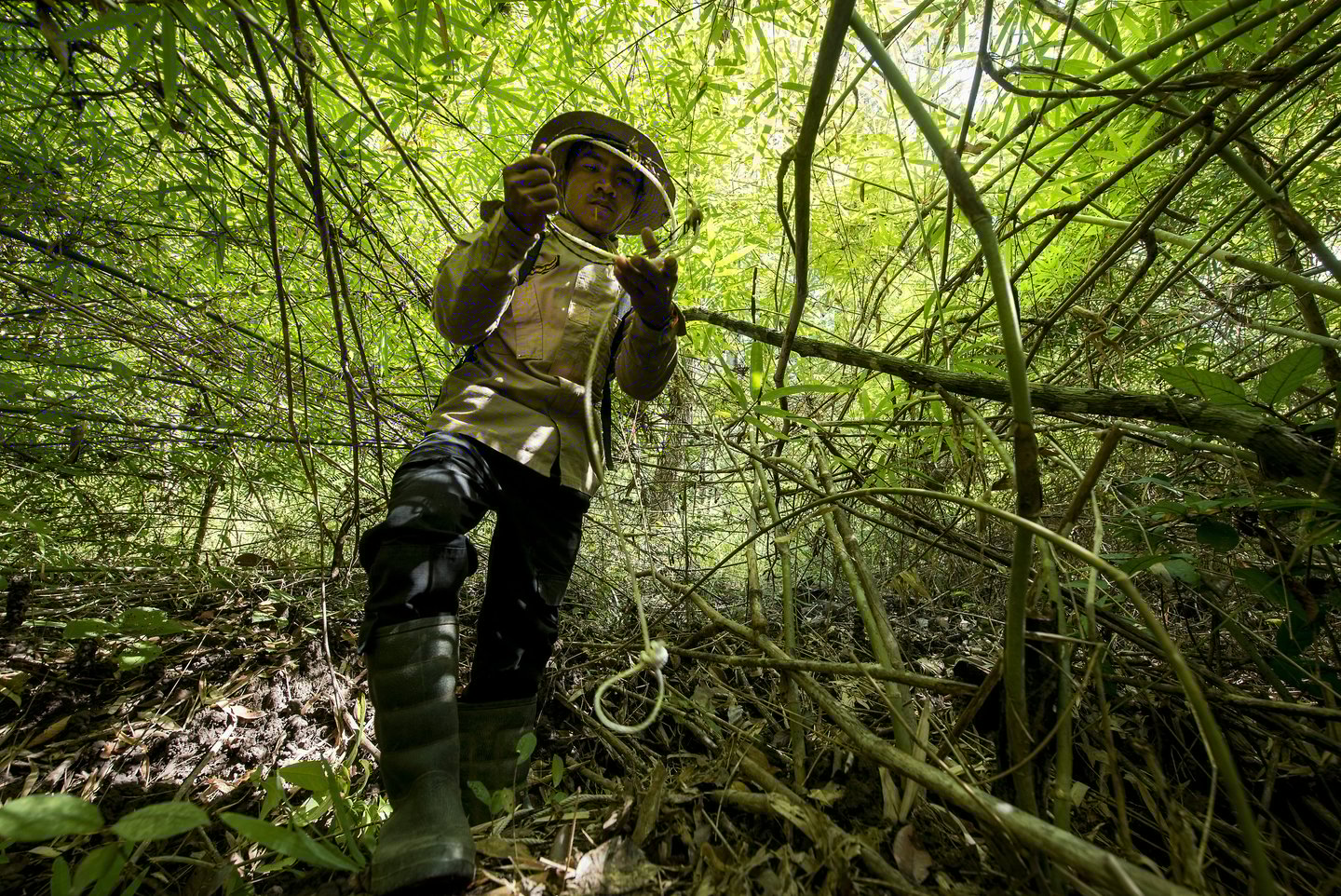 A scout de-snaring the forest