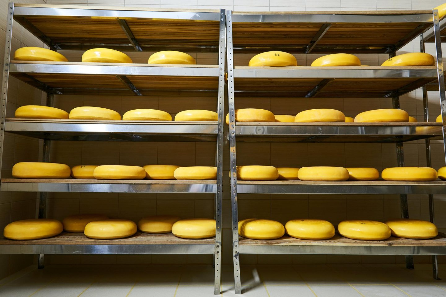 Round wheels of yellow artisanal cheese aging on wooden shelves in a professional creamery cellar.