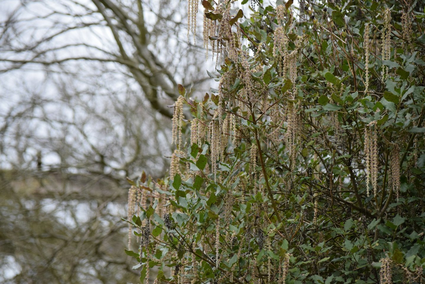 a tall Silk Tassel bush