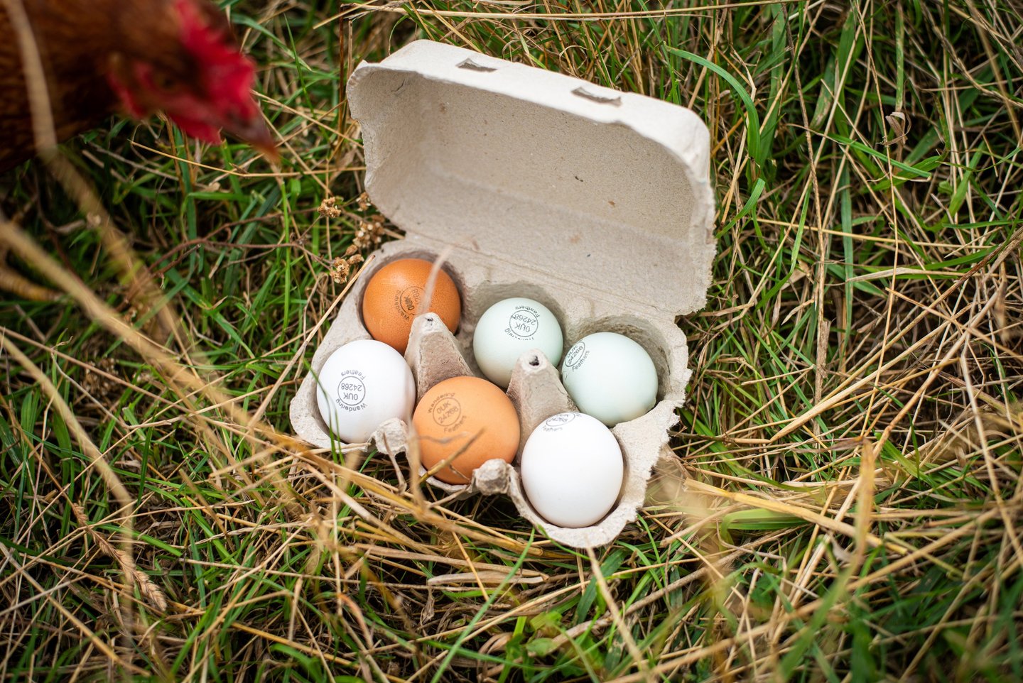 Organic pasture raised egg box mixed colours, brown, blue and white