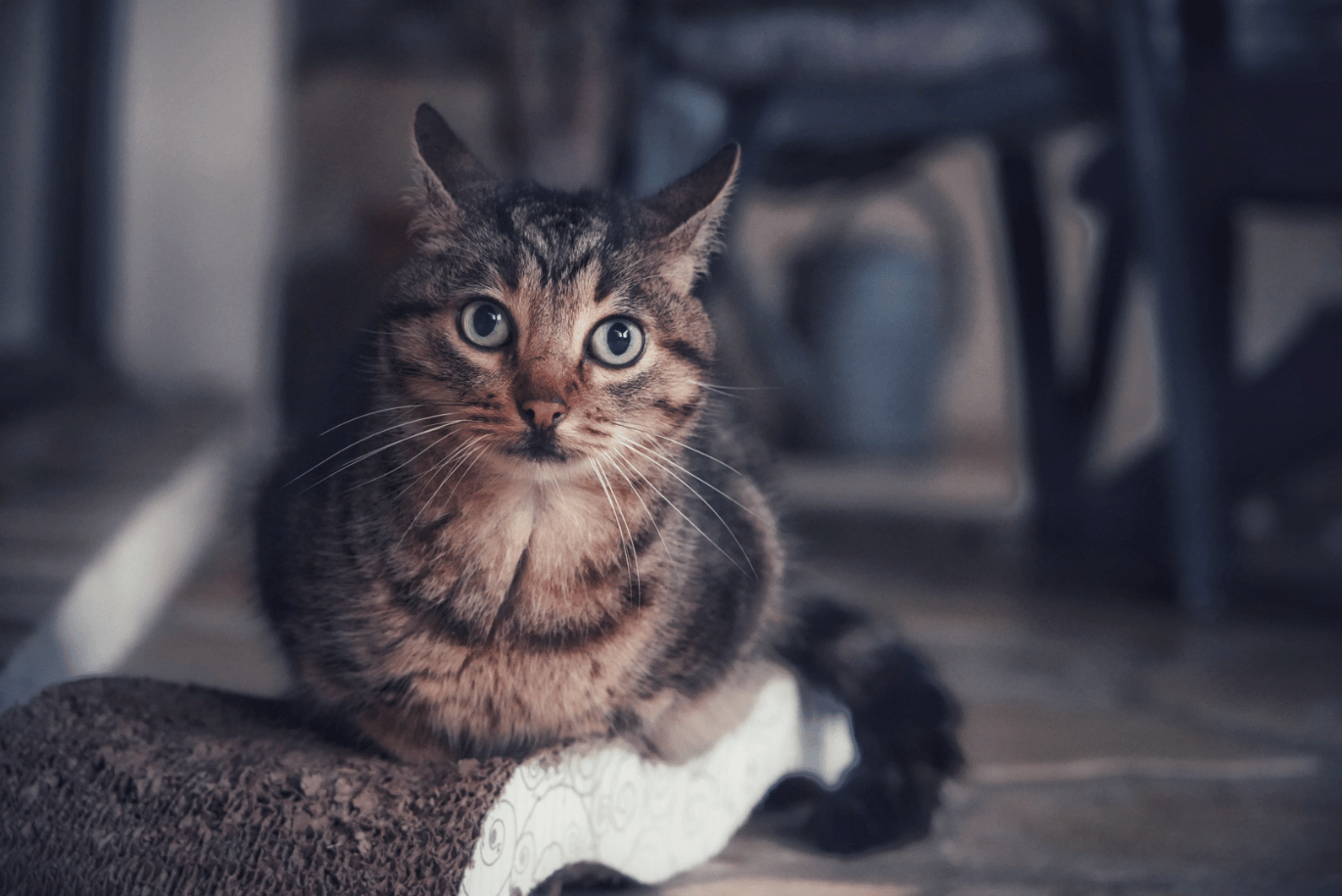 Un chat qui regarde vers nous surpris