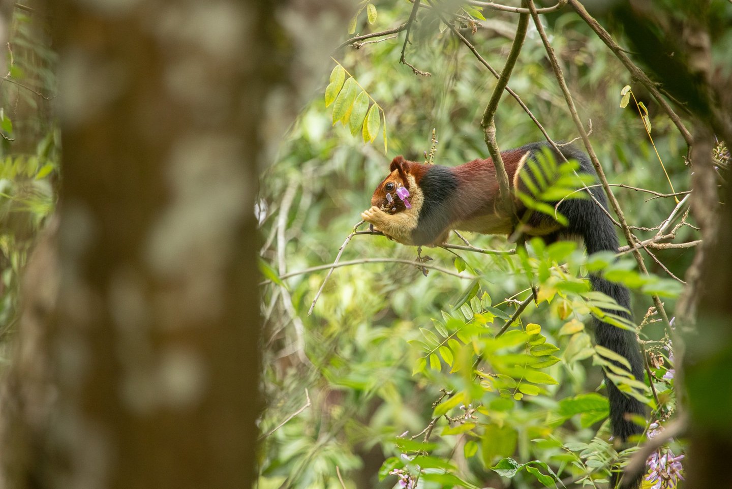 In the absence of fruits, they eat mature flowers and leaves.
