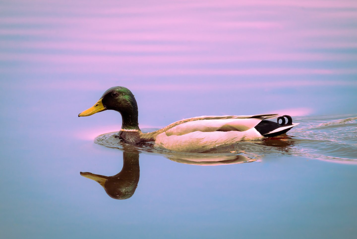 A mallard duck in the water. The water has soft hues are purple, pink, and it feels dreamy.