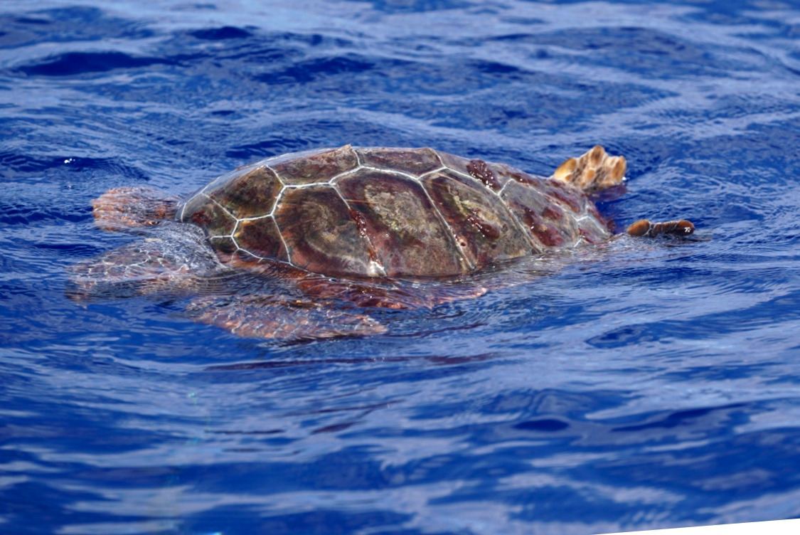 Juvenile loggerhead sea turtle basking at the surface of the Atlantic Ocean in Madeira waters.