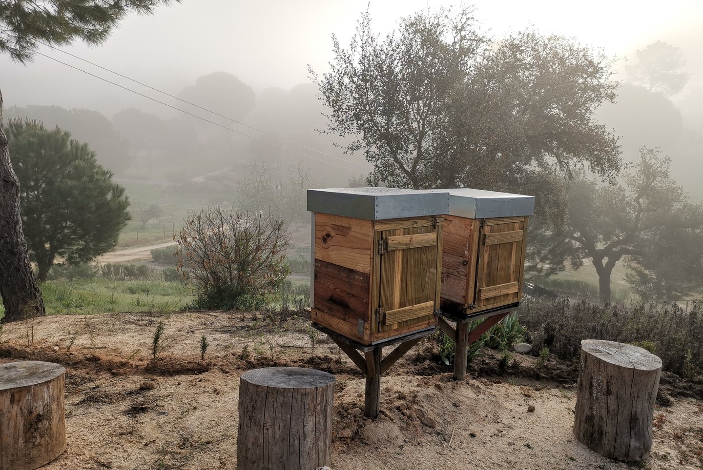 Colmeias na Terra das Abelhas