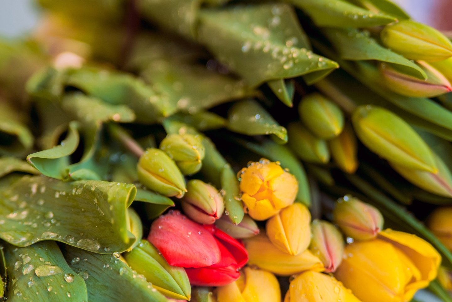 distribuidoras de flores en colombia
