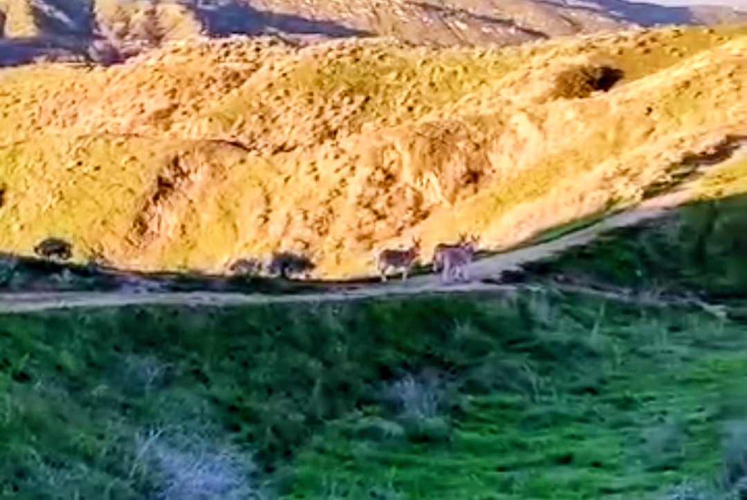 wild burros at hulda crooks park 