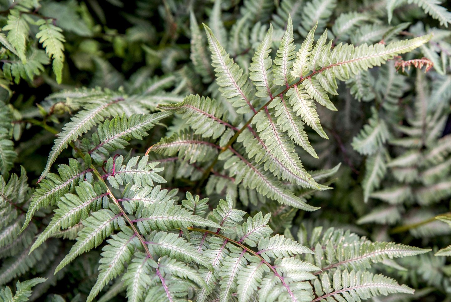 a white-green shade round cover plant