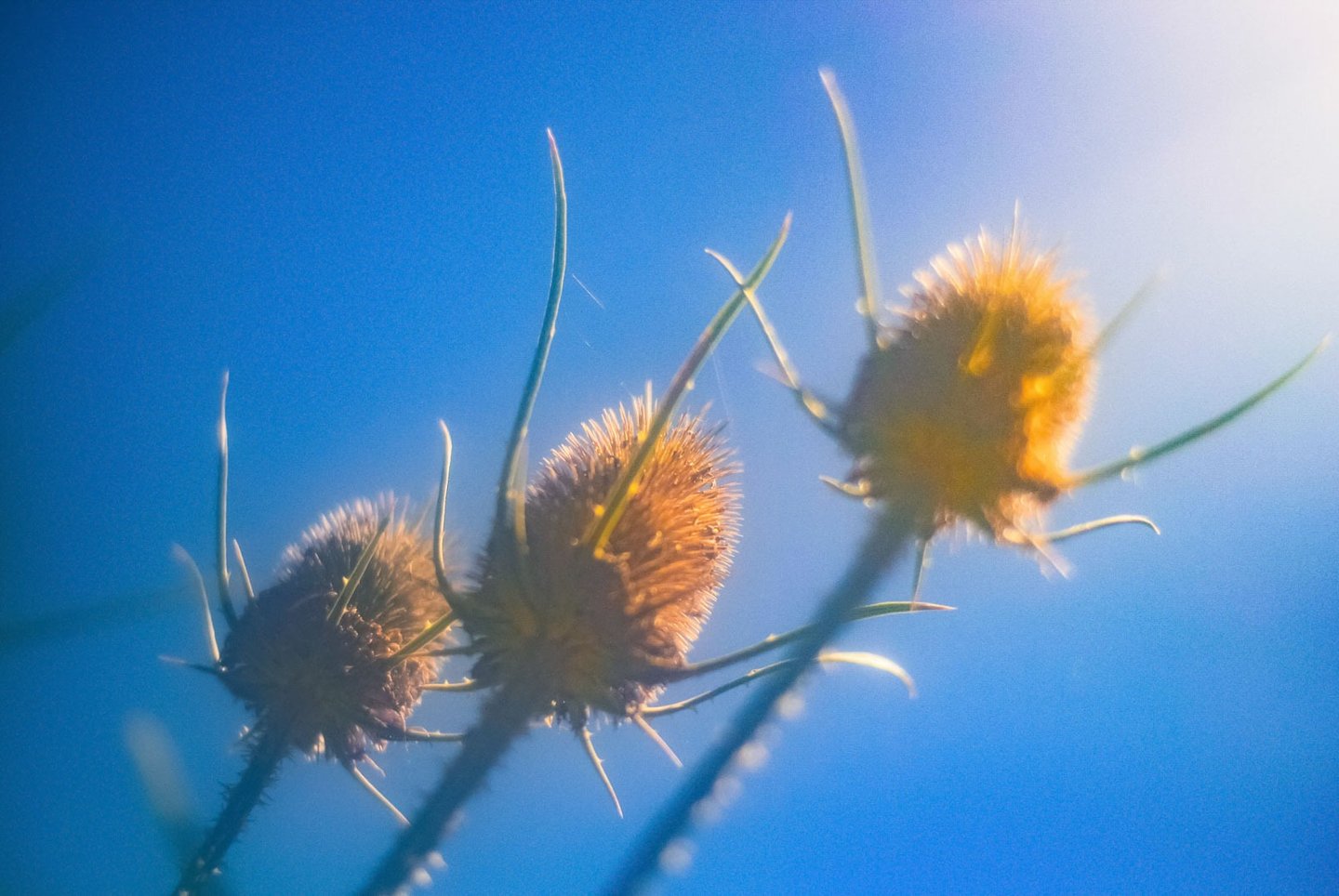 fotografia de flores