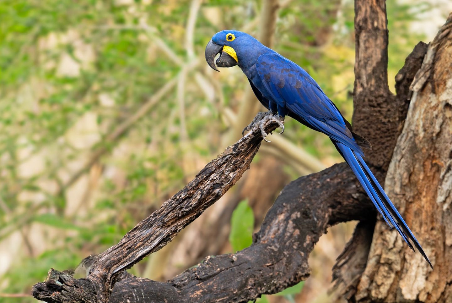 Brazil Pantanal Jaguar Photography Tour 6 Days Wildlife Safari