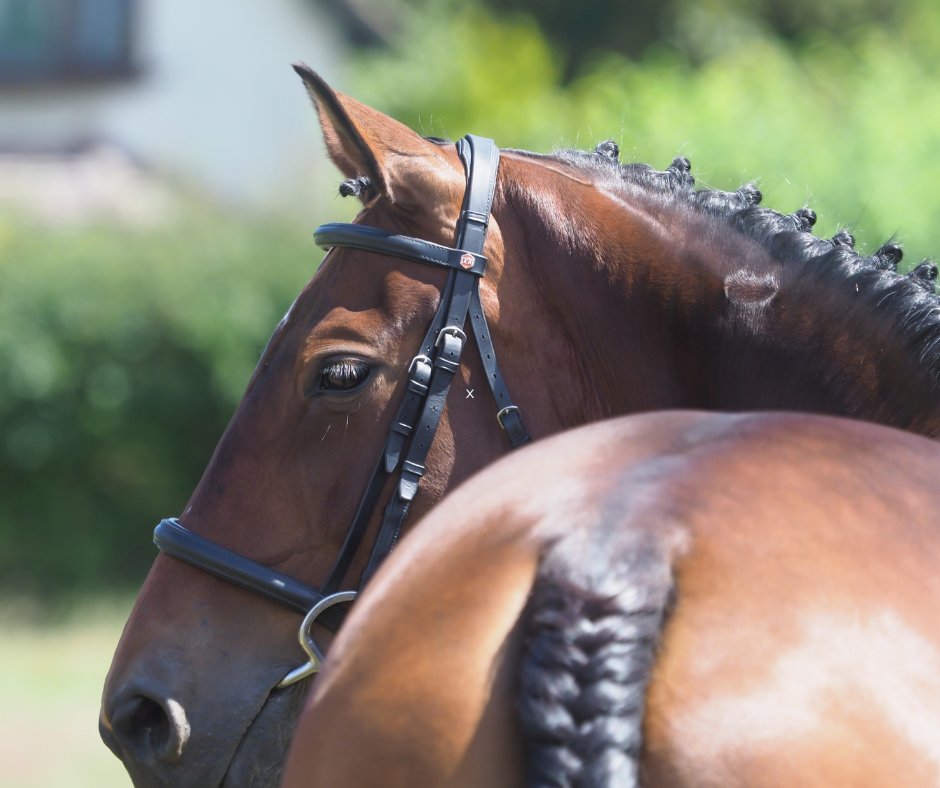 A show horse looking around, showing flexibility