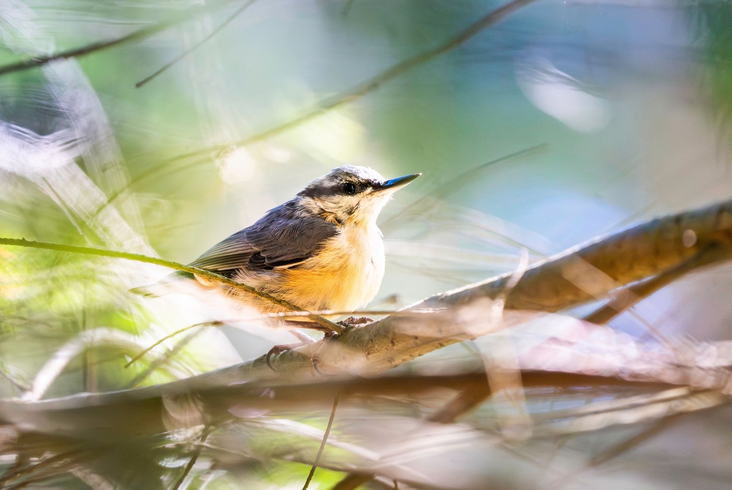 Ein Kleiber sitzt auf einer Tanne Foto: Philipp Geisler, Sauerland