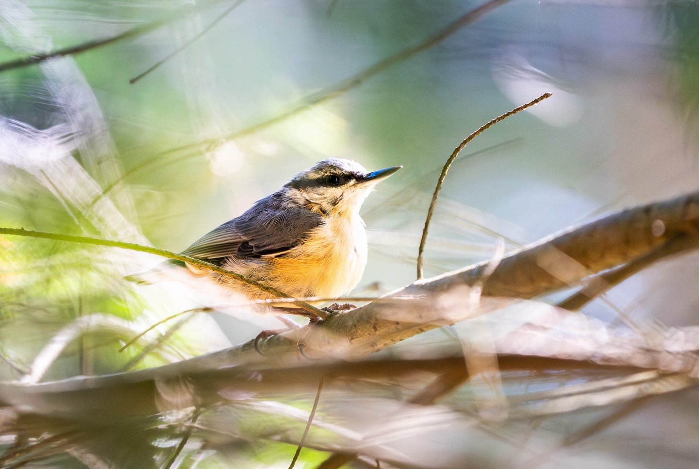 Ein Kleiber, fotografiert im Gegenlicht Foto: Philipp Geisler