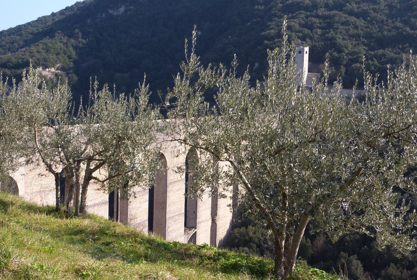 olive trees in front of the Roman aqueduct called Ponte delle Torri, view of the farm's olive grove