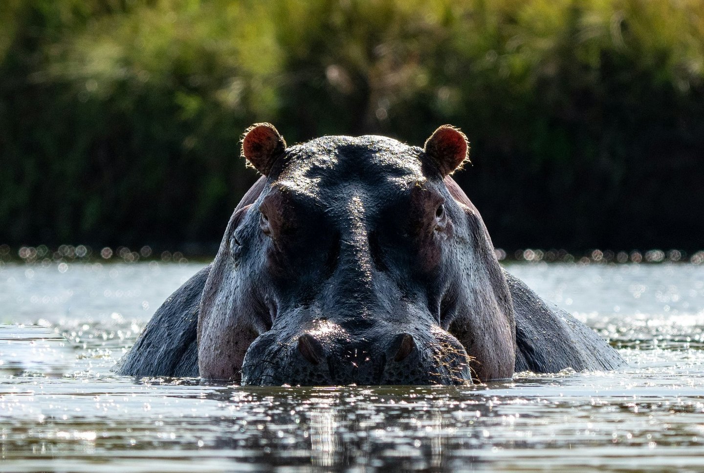 Kenya wildlife, photo by Heather M. Edwards
