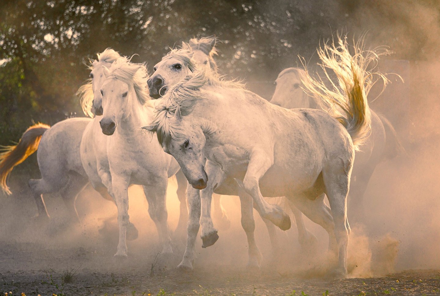 A herd of majestic white Camargue horses galloping through golden dust at sunset.