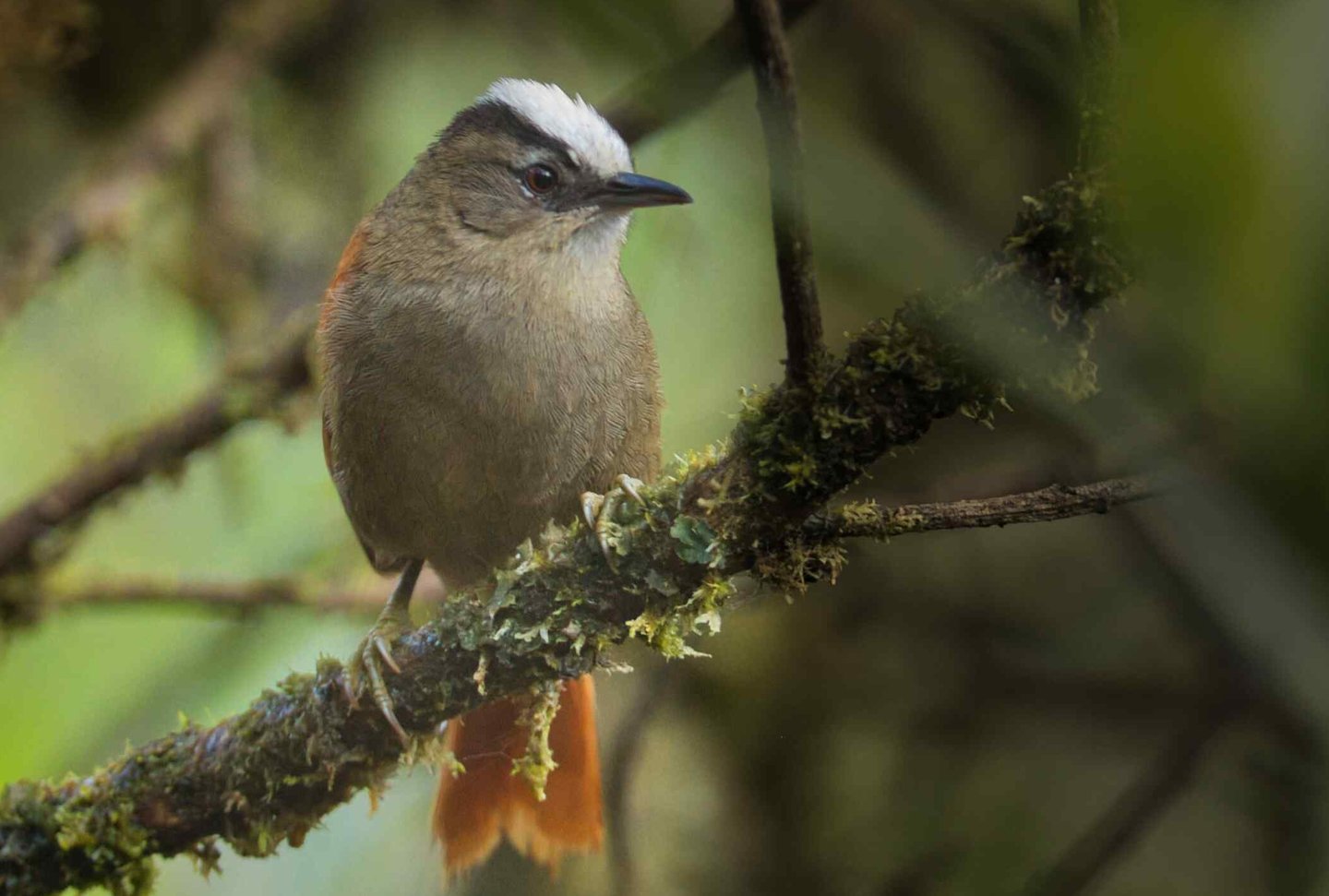 Birding Expedition Vilcabamba Cloud Forests 6 D/5 N