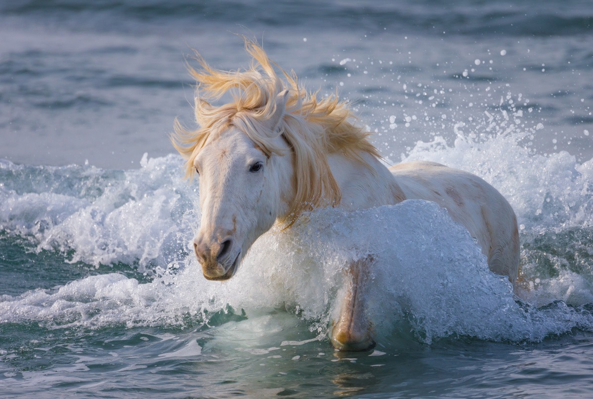 White Camargue horse galloping through ocean waves with splashing water and mane blowing in the wind.