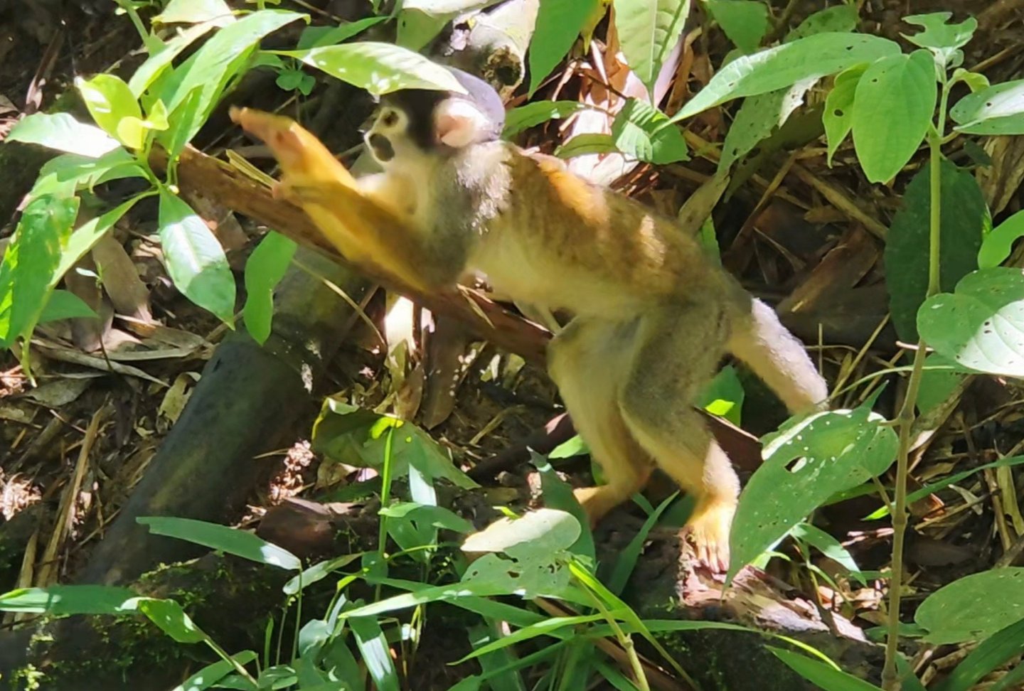 Squirrel Monkey