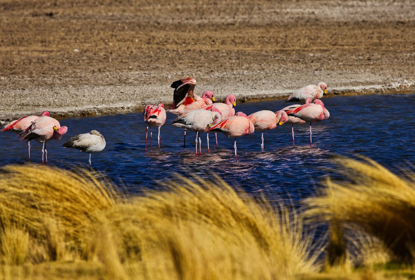 Uyuni Salt Flats Sajama Photo Tour