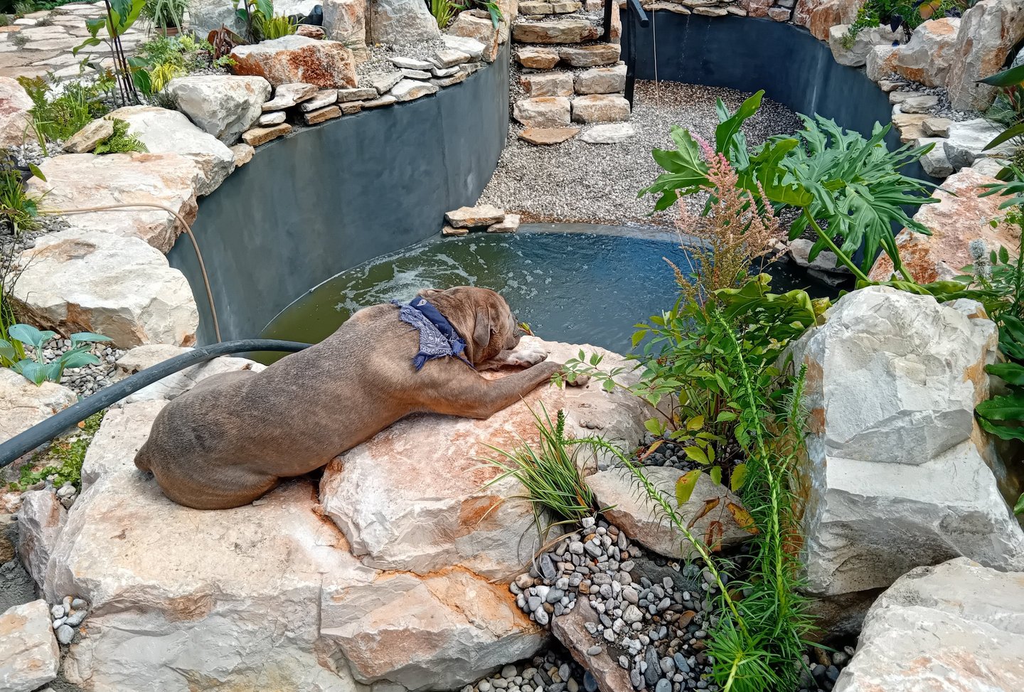 Charlie the pit bull on limestone waterfall rock beside natural pool with wood railing | Aqua Vitae