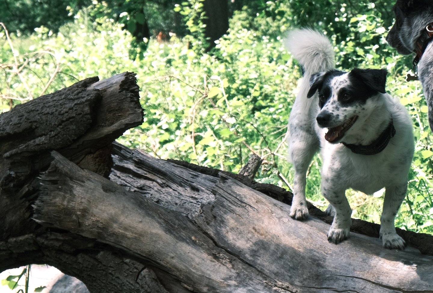 Training dog to be off leash, enjoying the outdoors