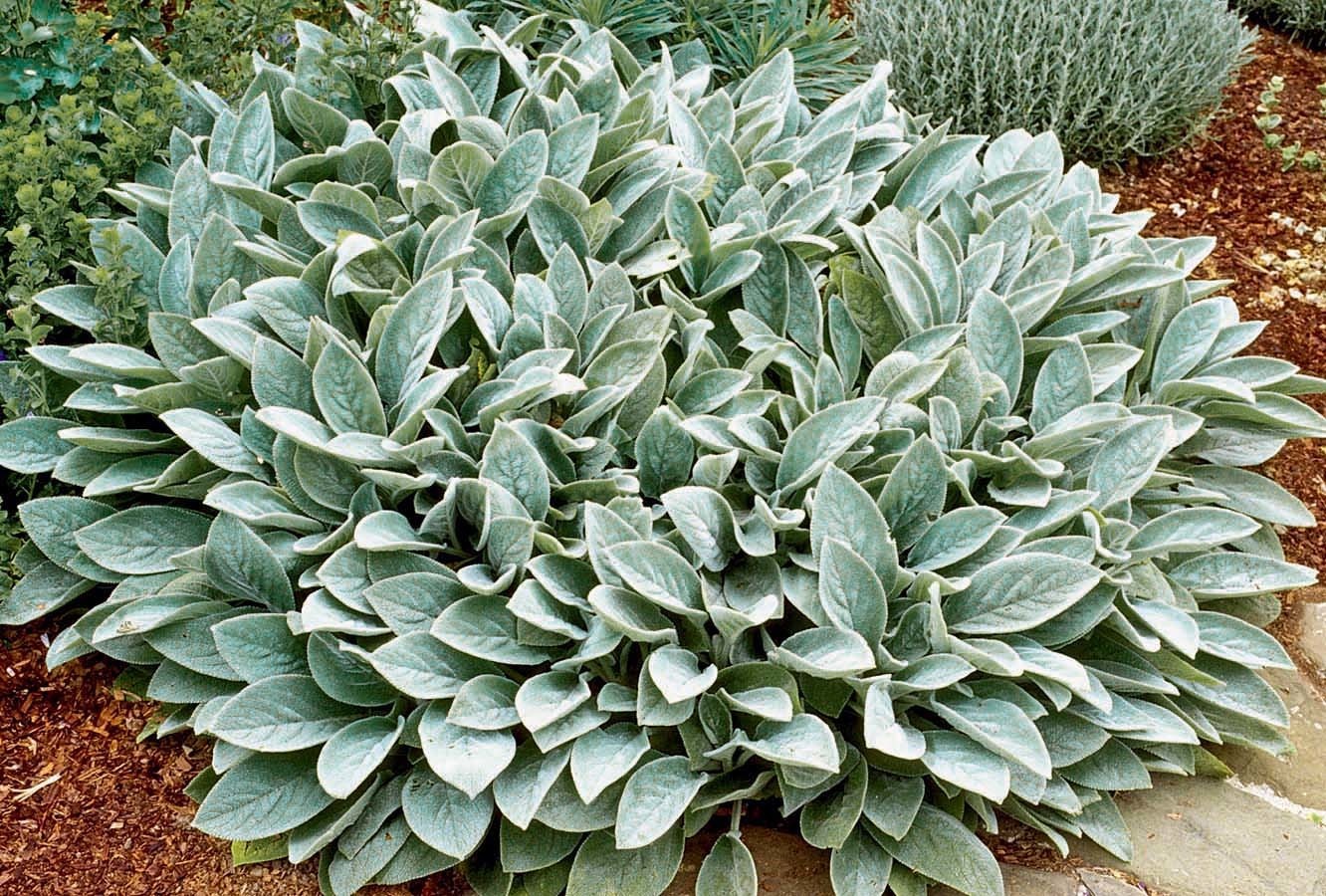 Vilnotoji notra Silver