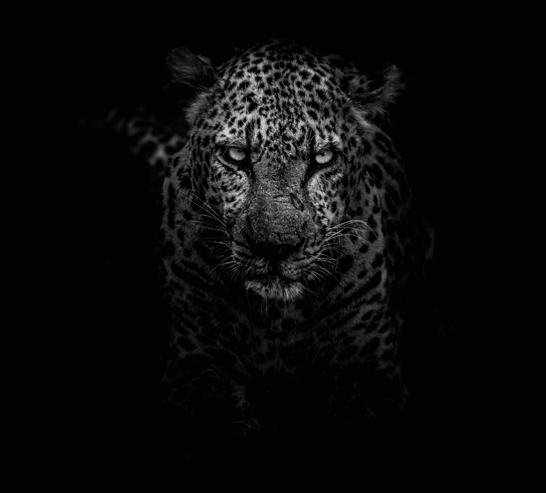 un léopard dans l’obscurité sur un fond noir