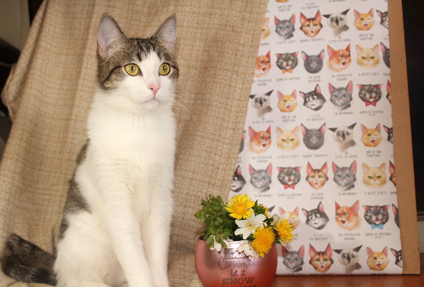 One of our domestic cats