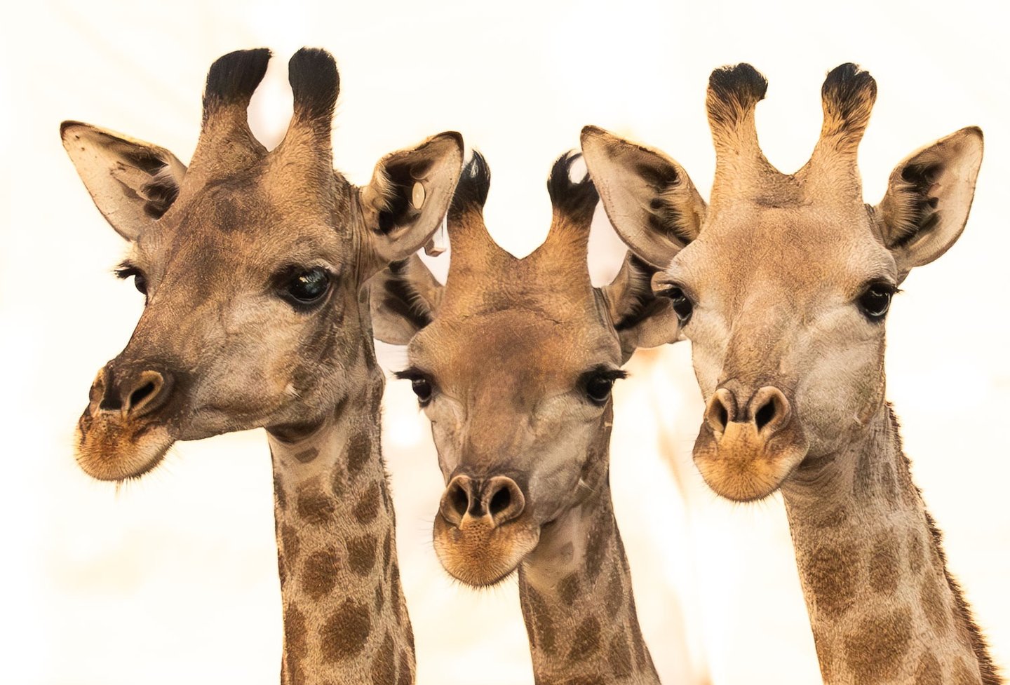 Close up of three giraffe faces with white background