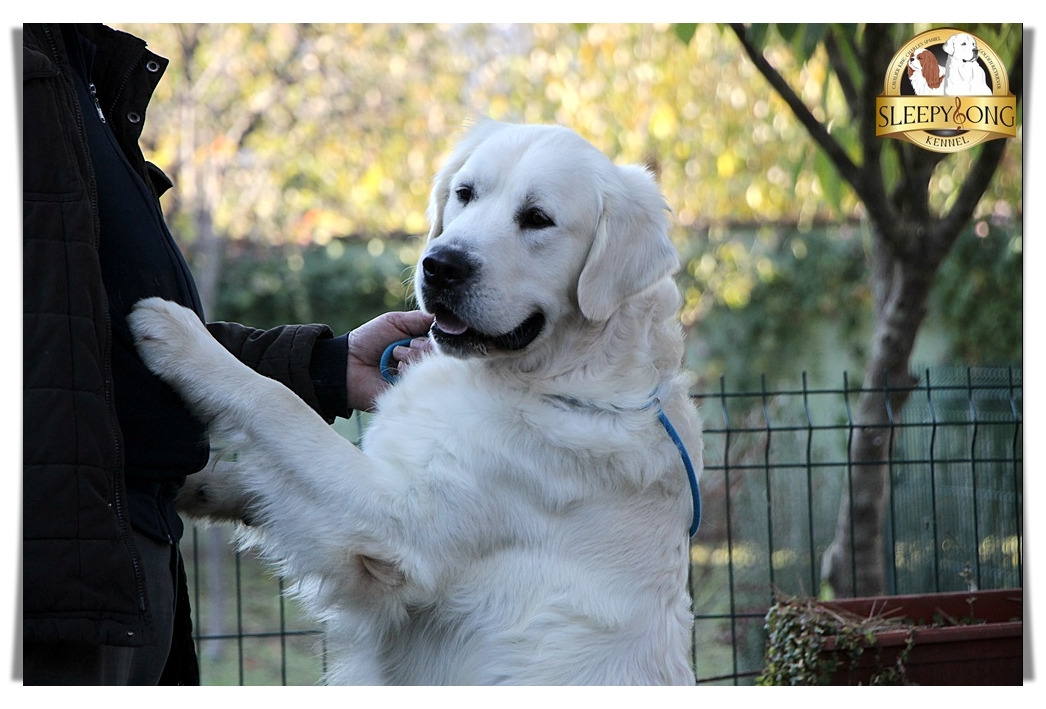 Look at me handsome Stud dog in Sleepysong Kennel. Name Sleepysong Wrangler called Dollar'