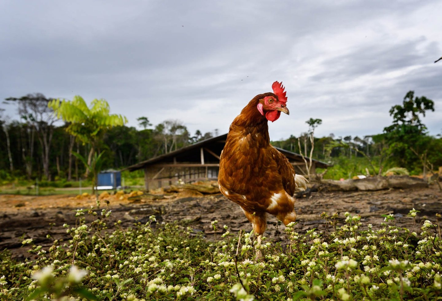 une poule élevée en pleine nature