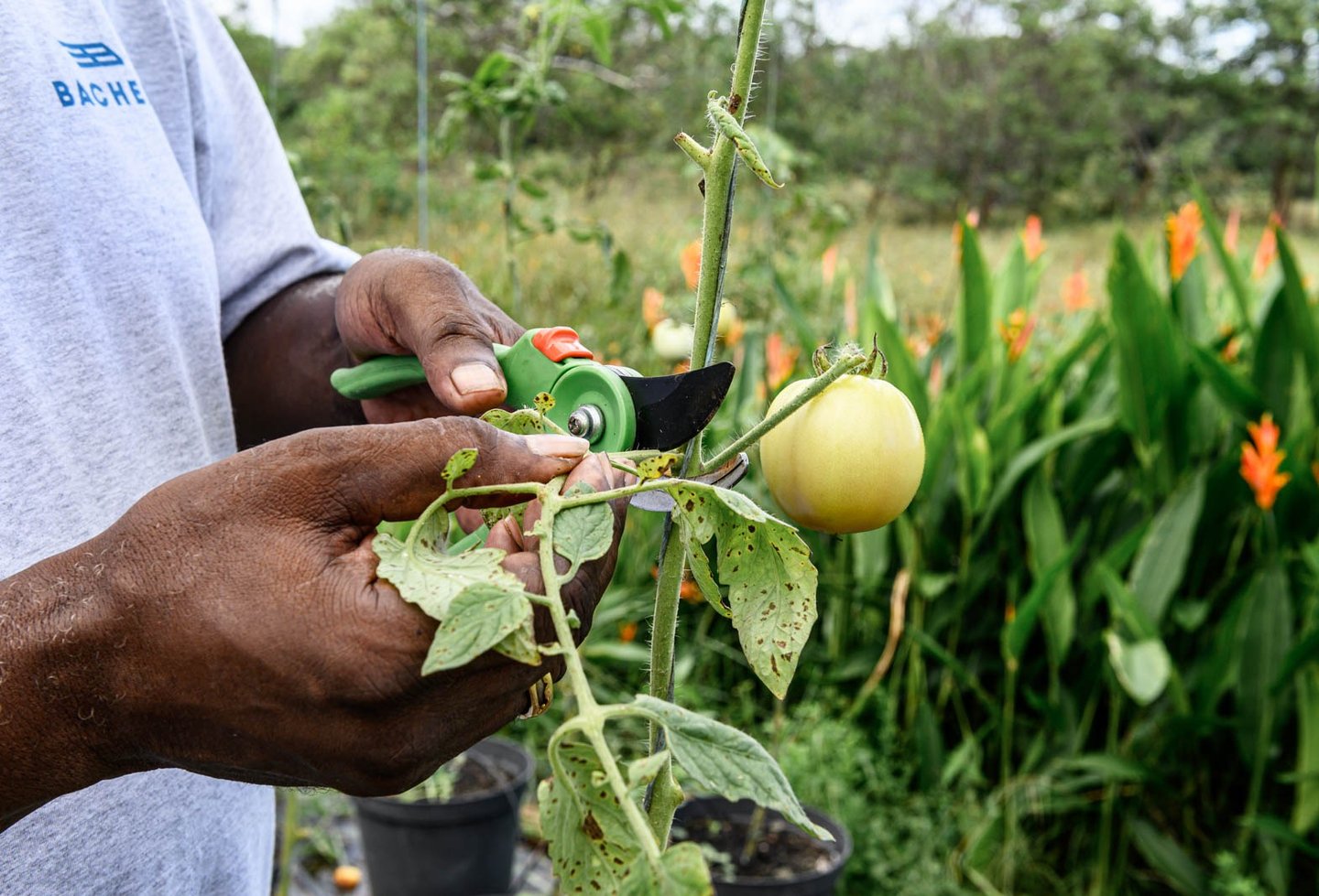 un homme réalise une bouture sur un plan de tomate