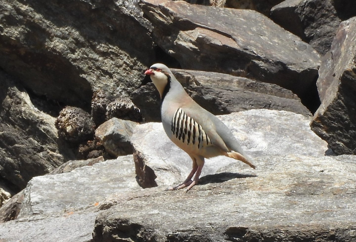 oiseau au lac Phoksundo