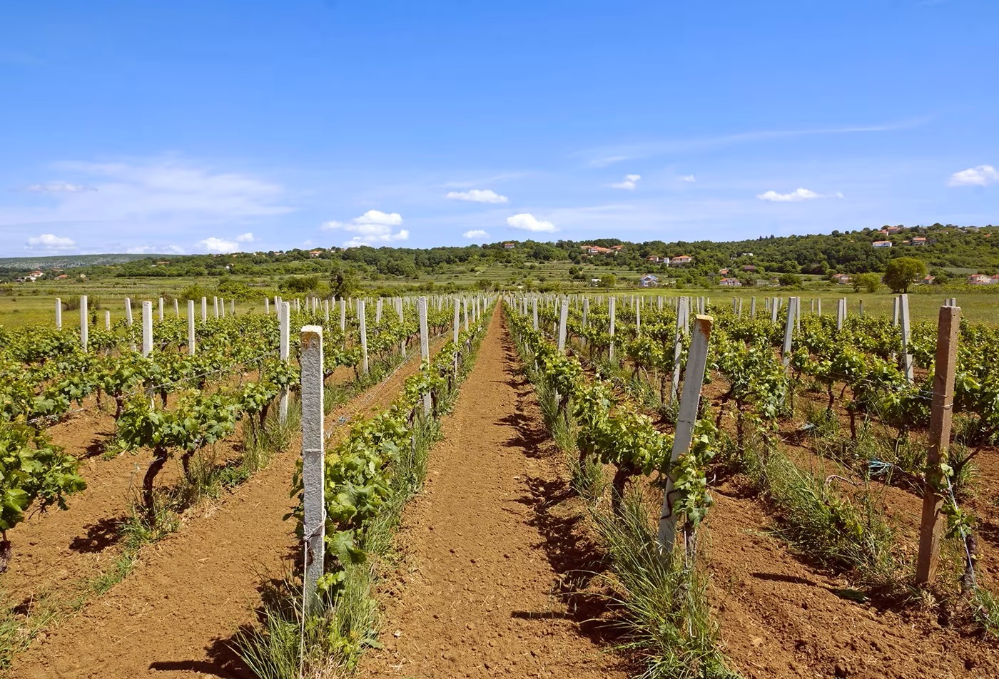 vineyard-tolj-herzegovina