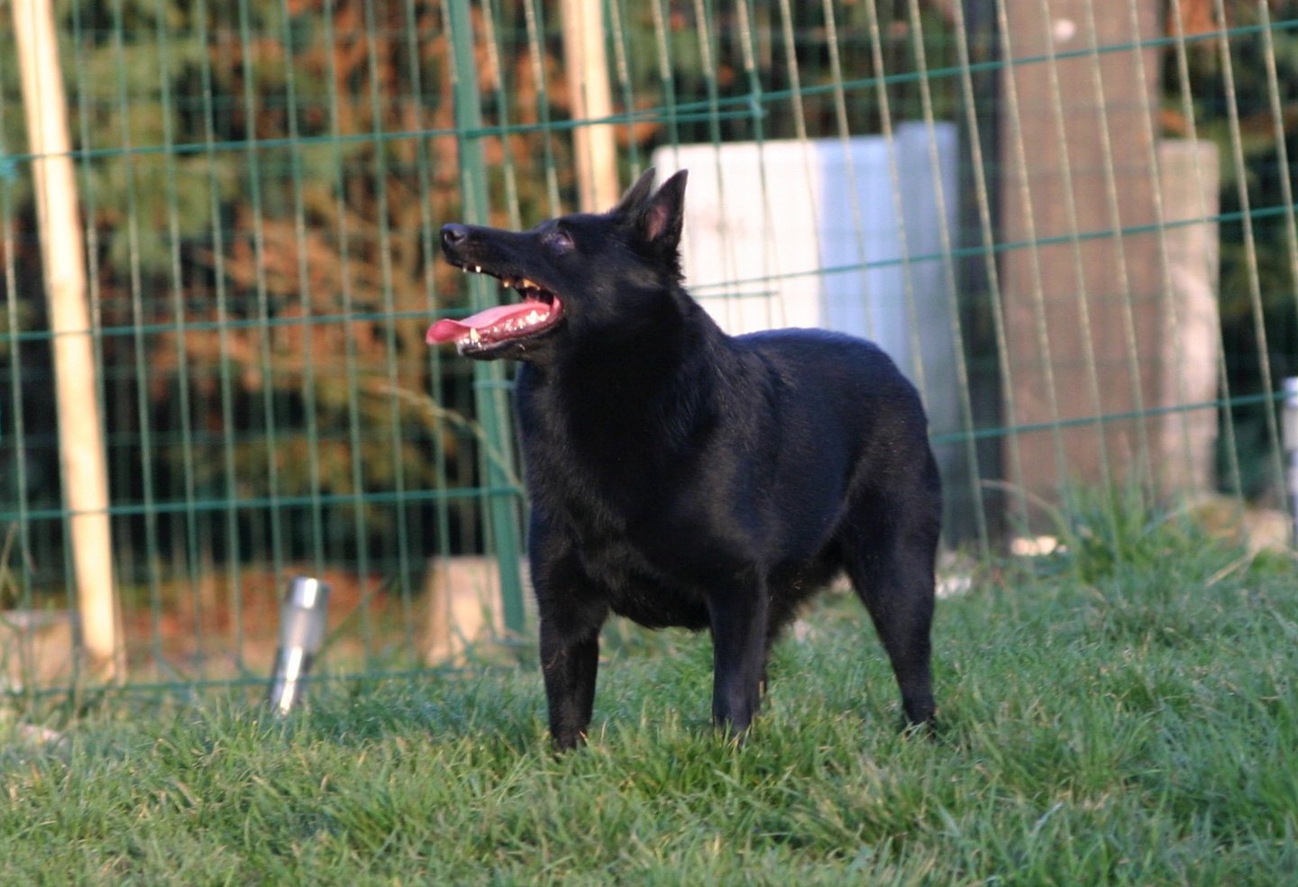 a dog is standing in the grass with a frisbee in its mouth
