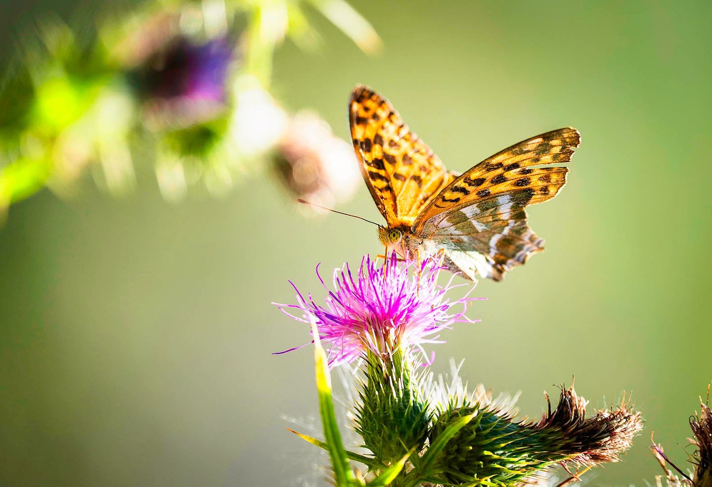 Kaisermantel-Schmetterling sitzt auf einer Distelblüte.