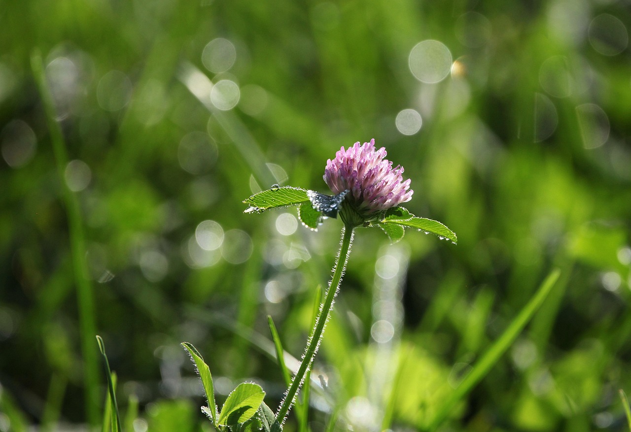 Trèfle violet en fleurs
