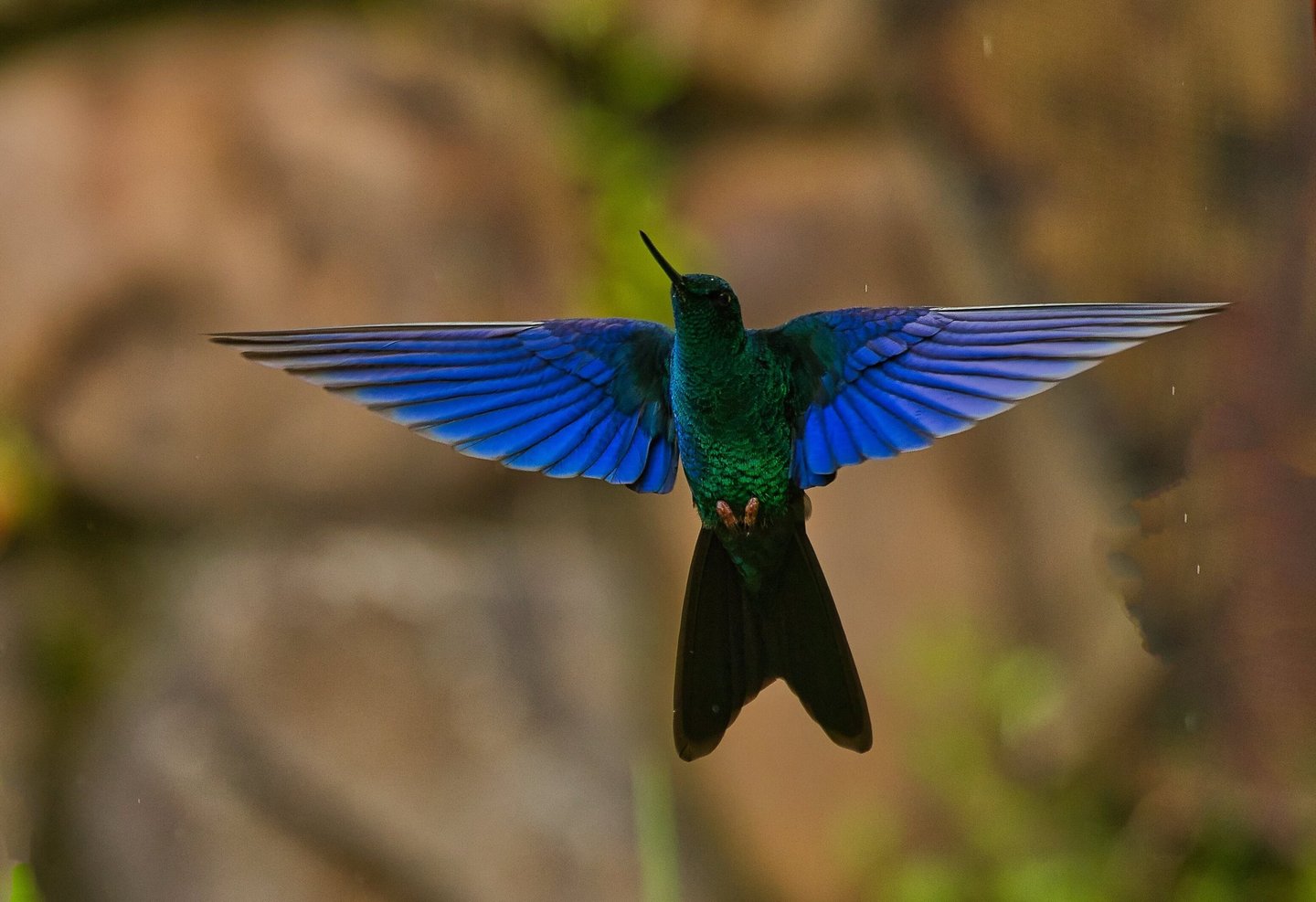 Birdwatching Photography Manu National Park Adventure 6D/5N