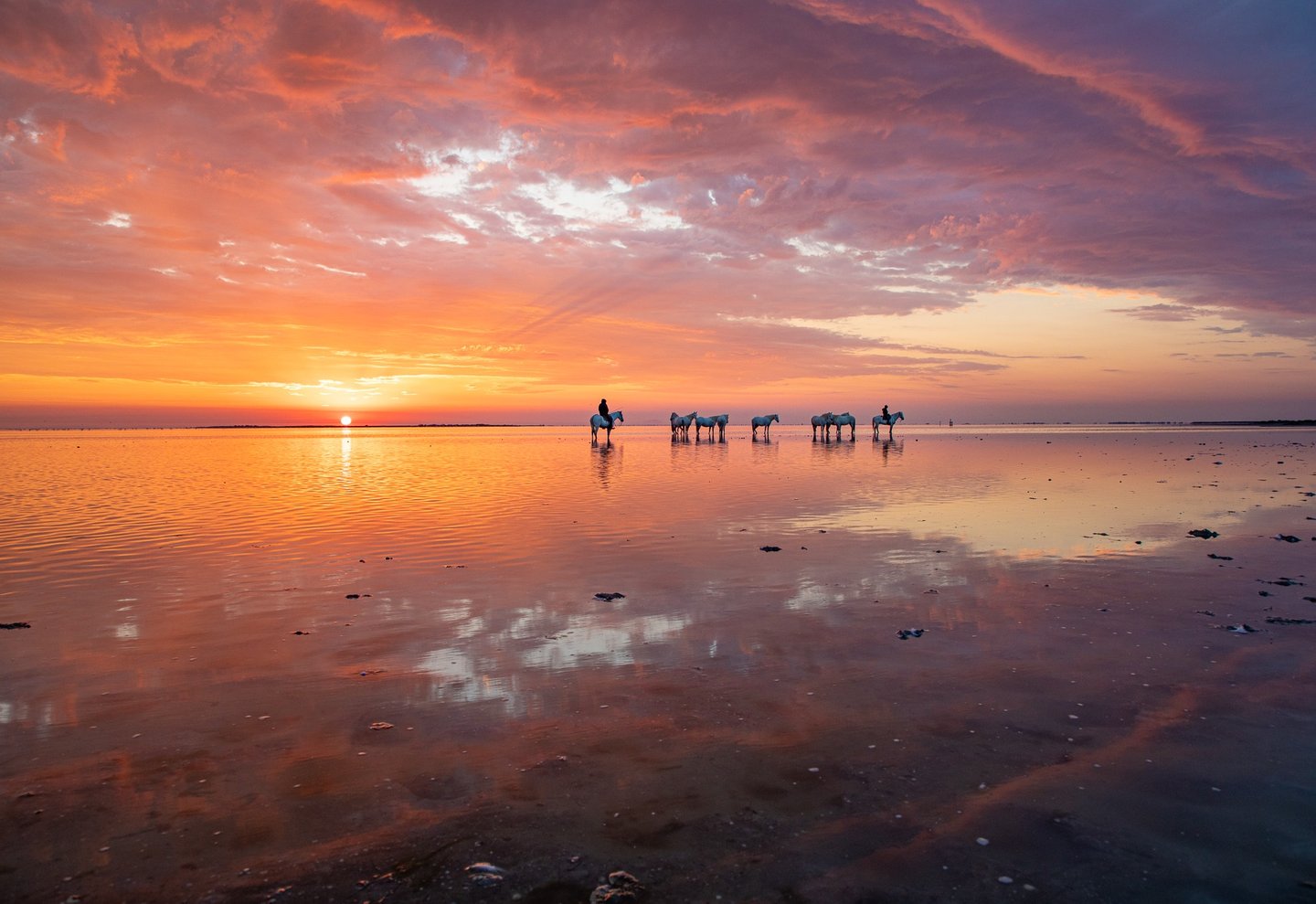 White Camargue horses and gardian standing in shallow water during a vibrant pink and orange sunset.